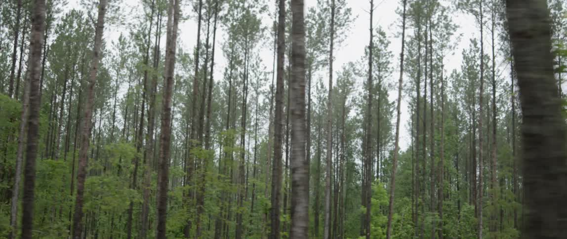 A forest of skinny trees is viewed by a passing vehicle
