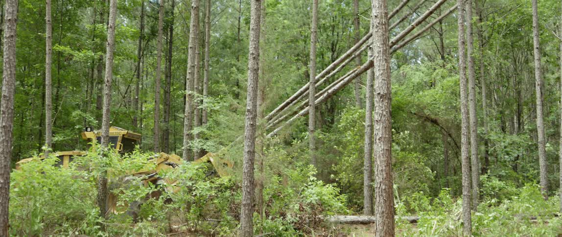 Machinery cuts down trees in a forest