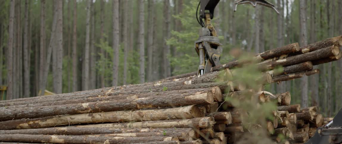 A crane stacks cut lumber in a forest