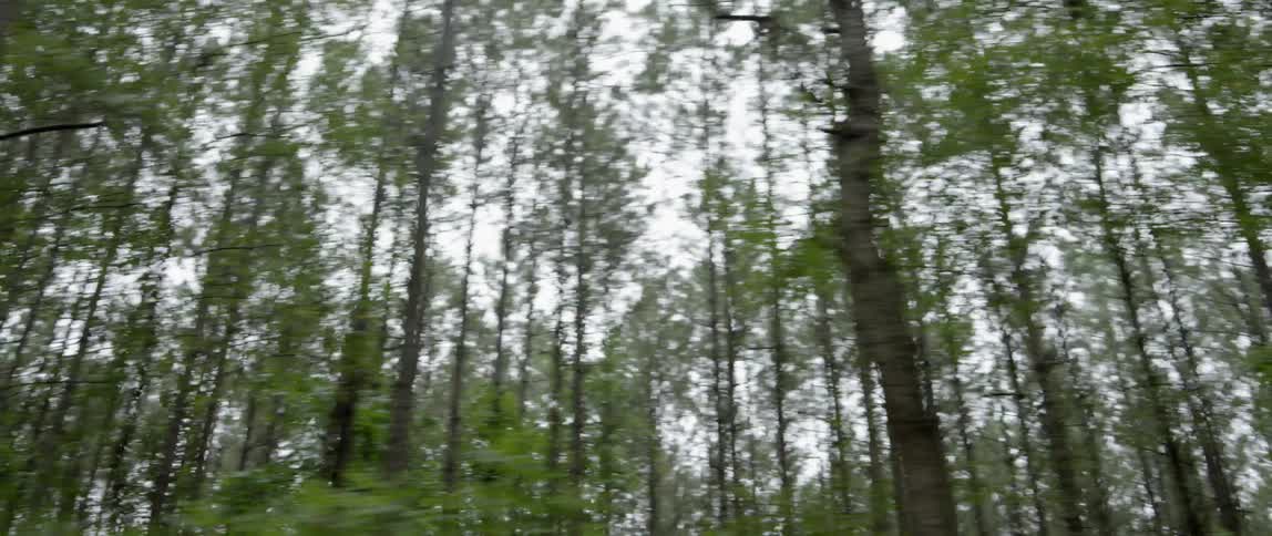 The tall trees fill the cloudy sky