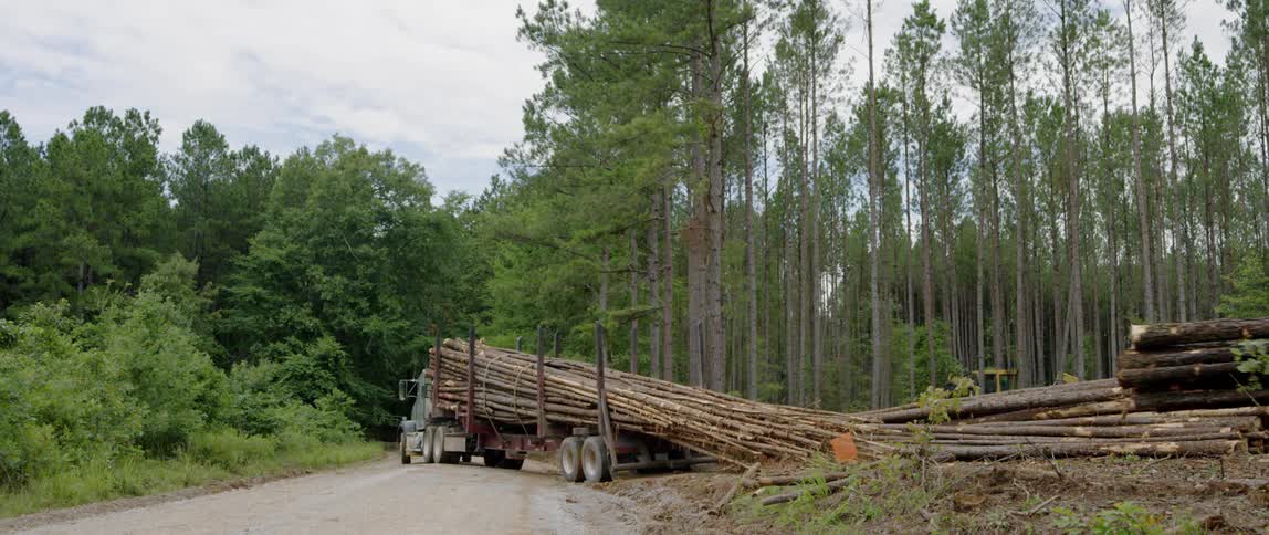 A truck hauls cut trees in a forest