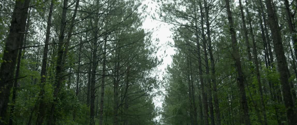 Tall trees line a forest road