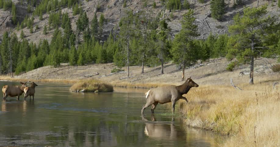 An  animal climbs out of the water