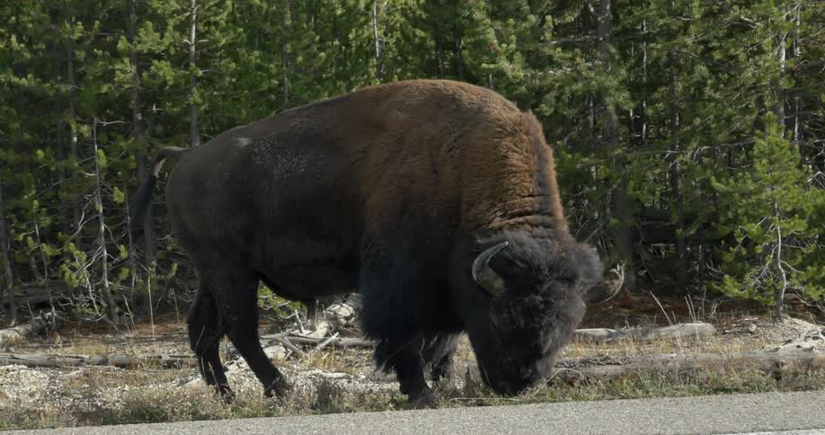 Huge buffalo grazes in front of a forest