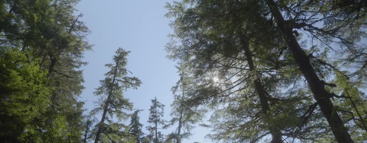 The branches and leaves from the tree block the sun