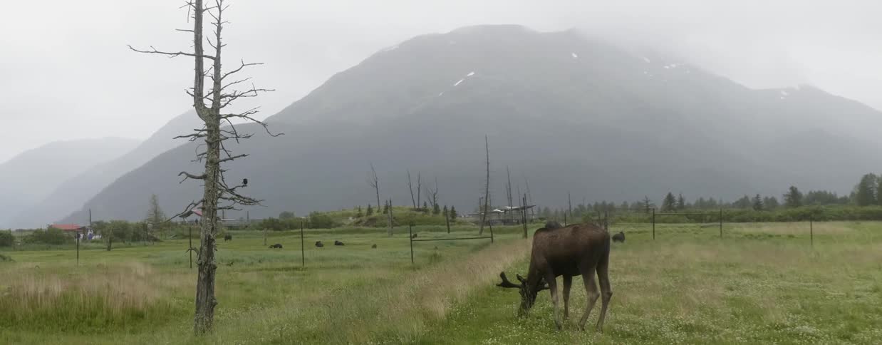 A moose grazes on grass in a field