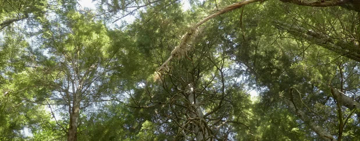 Trees in a forest on a sunny day