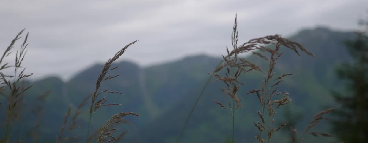 Tall grass with mountains in the background