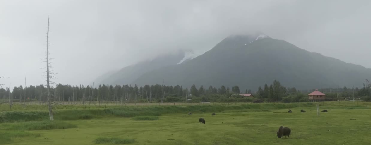 Buffalo grazing in green pasture below mountains on foggy day