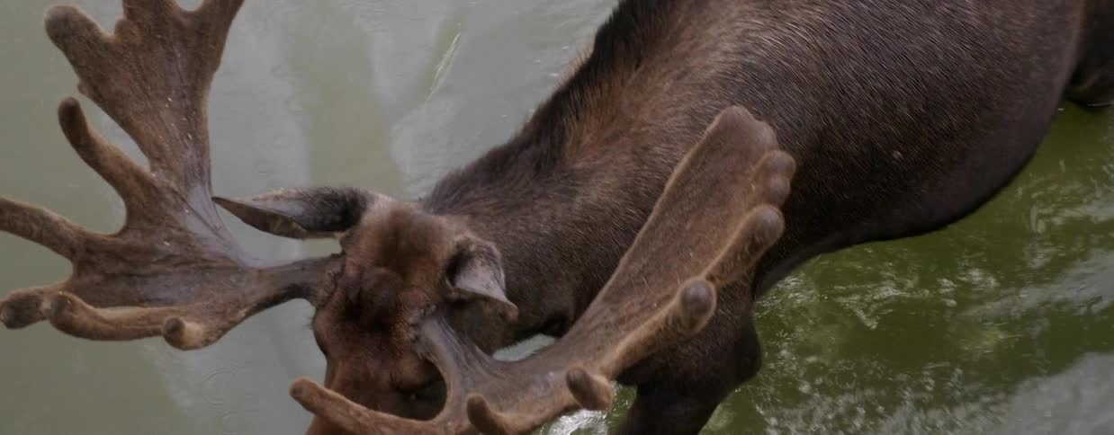 A moose is wading across a river during the day