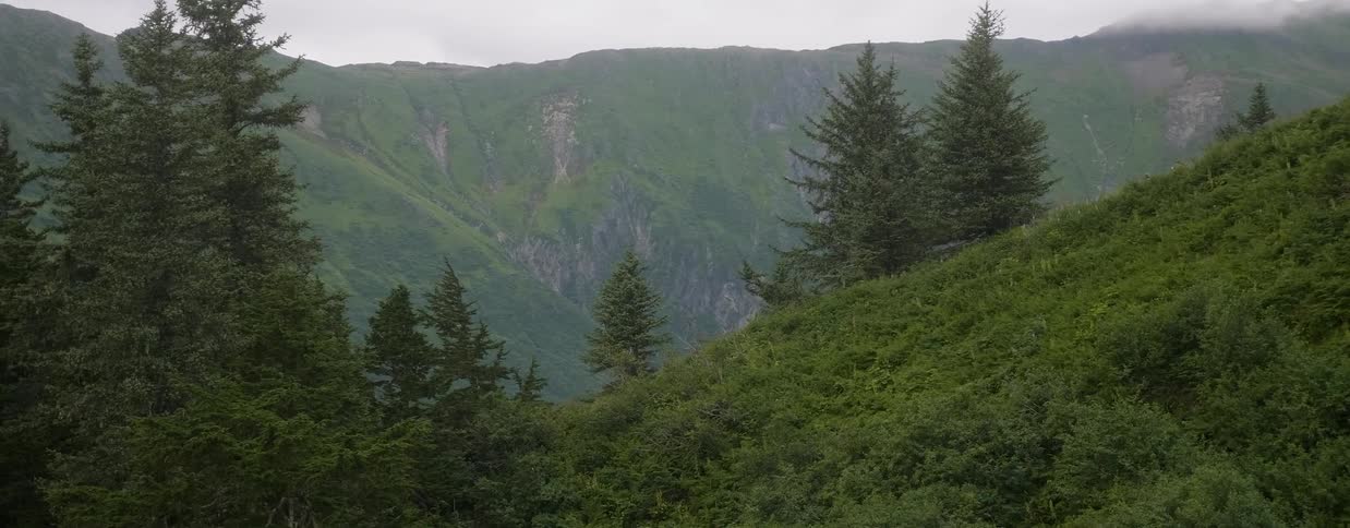 Trees on a mountainside on a cloudy day