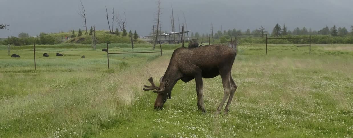 Moose eats grass in an open field
