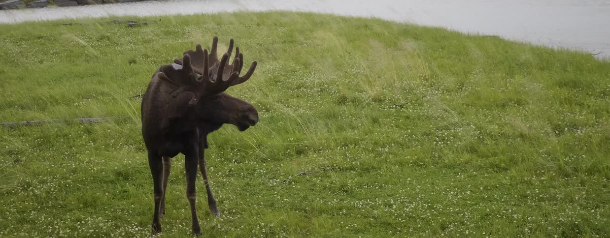 A moose grazes in a grassy field