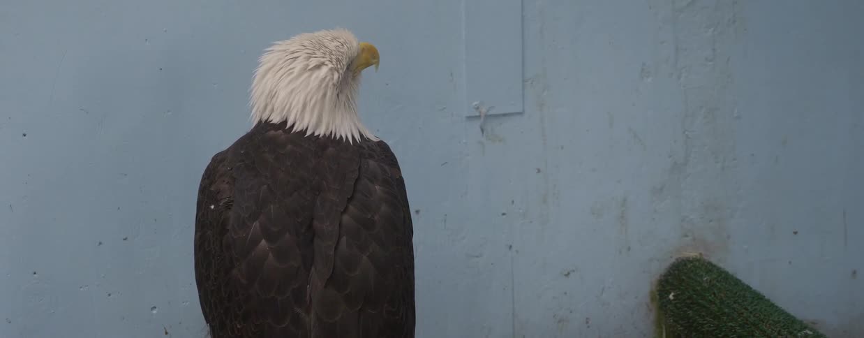 A bald eagle sits next to a concrete wall