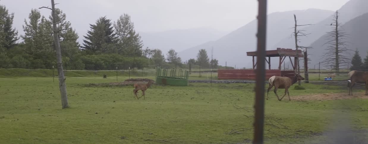 Deer walk across a grassy lawn