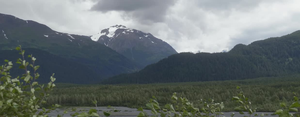 Grasses blow in the breeze near mountains