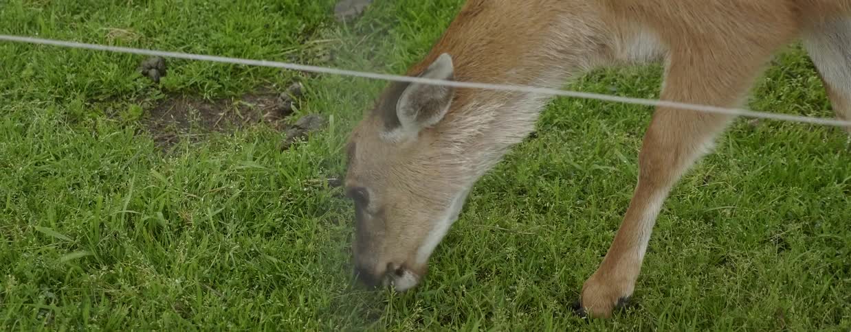 A deer grazes on grass near a fence