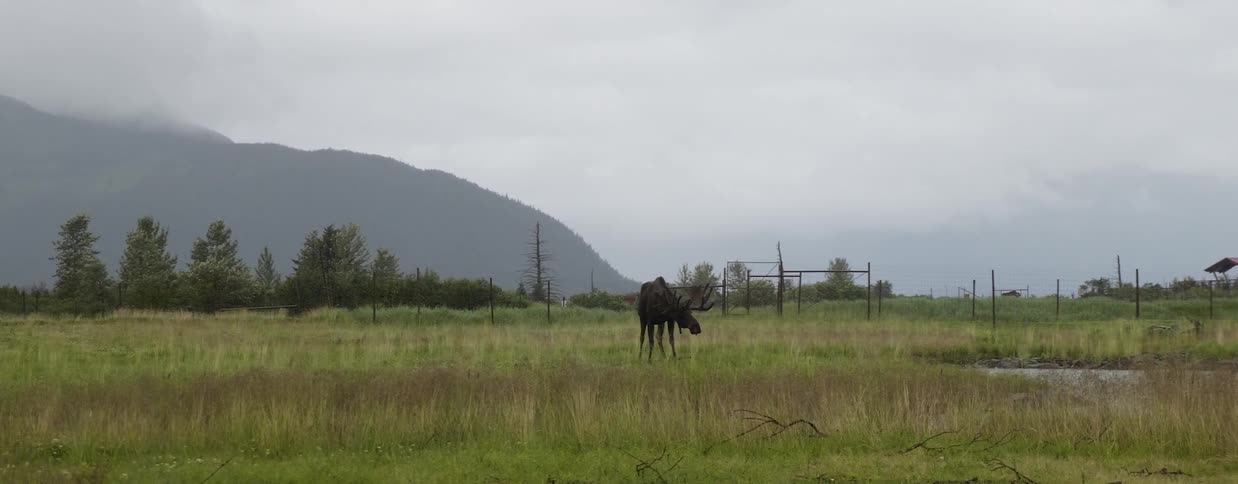 Moose eats grass in an open field