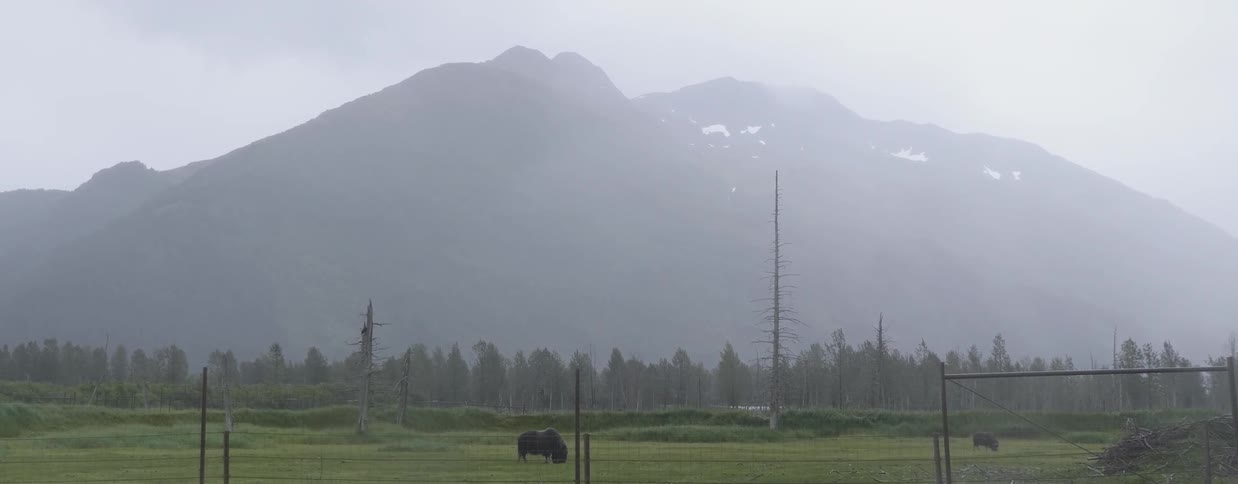 Cattle graze in a field near mountains