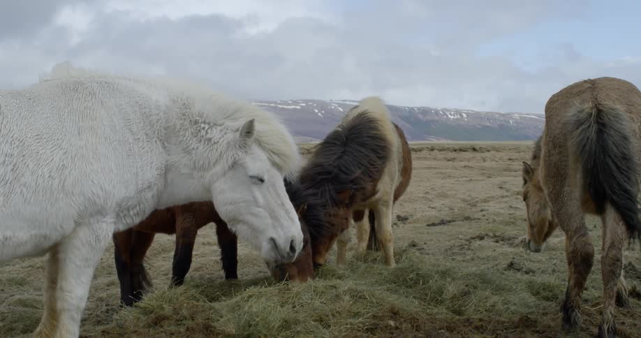 Horses eat from a pile of straw