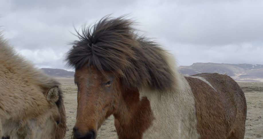 A horse chews grass on a windy and moody day
