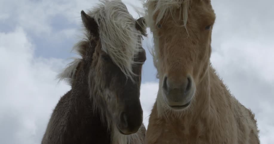 Wind blows the manes of wild ponies