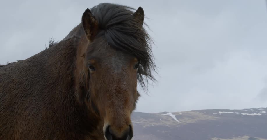 Wind blows through a horse's mane