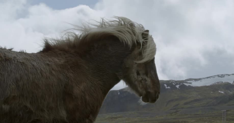 Wind is blowing through a horses mane in a cold snowy wilderness