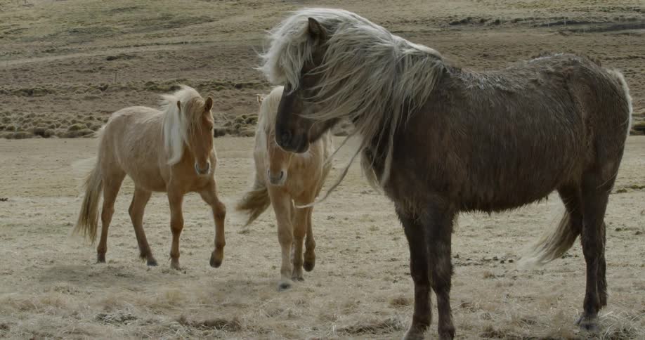 Majestic Icelandic horses walking in pasture on windy day