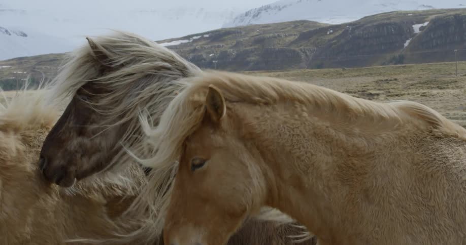 Horses eating together on a very windy and cloudy day