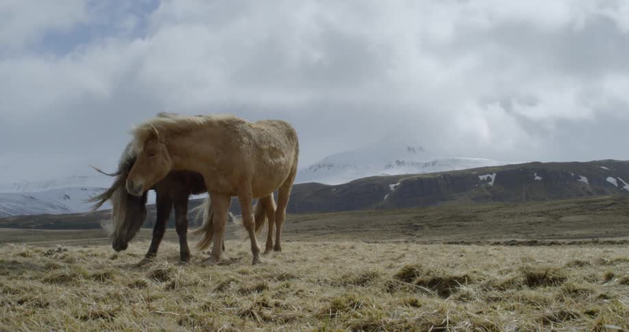 Two horses grazing in pasture near snowy mountains on windy day