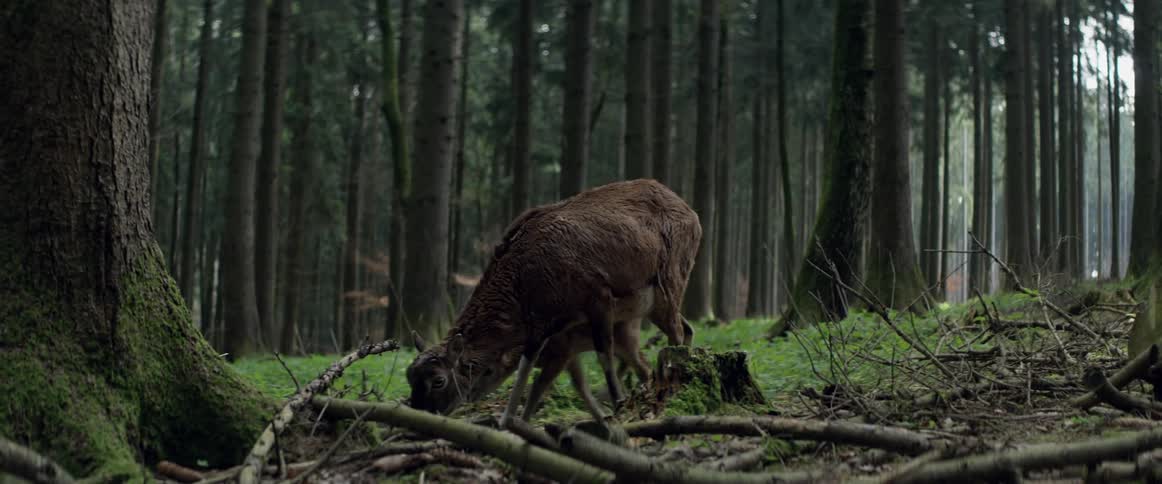 Mother deer and fawn eating great in forest