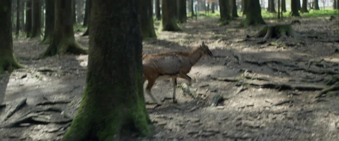 A deer walks through the forest