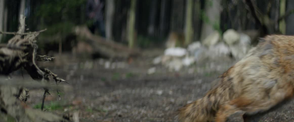 A fox looks back at an approaching man and runs off