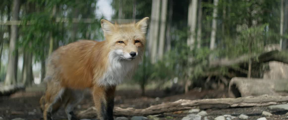 A wolf is standing in the woods