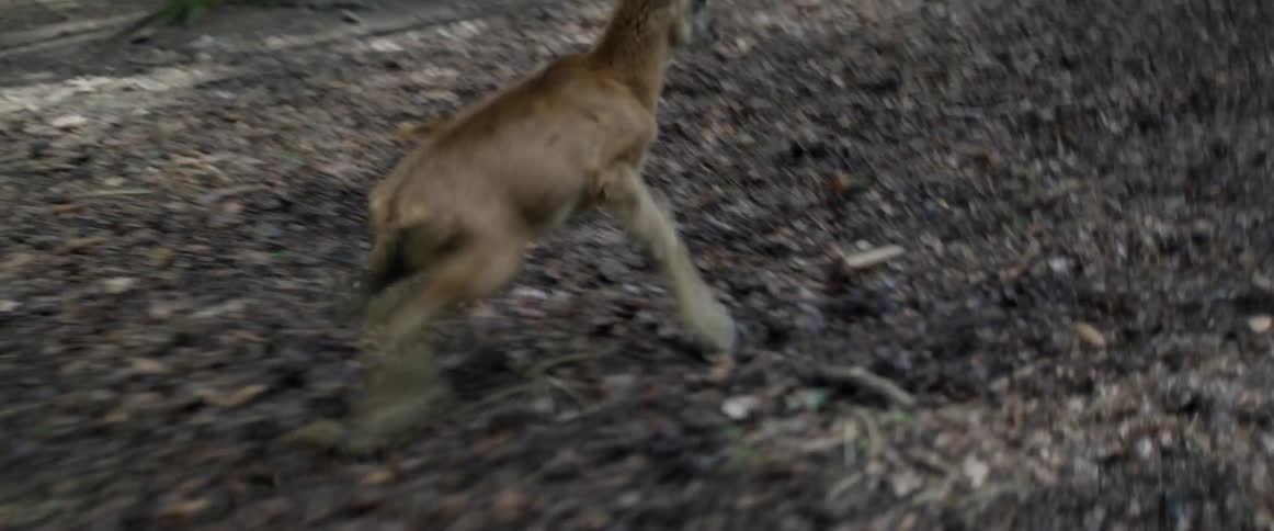 A deer runs in a forest