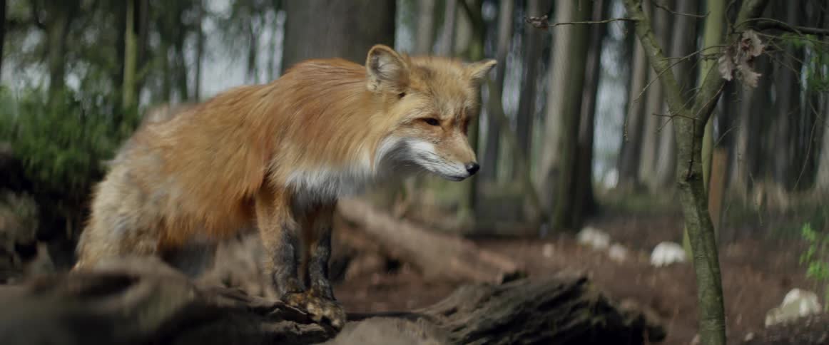 Small fox sniffing at log in the wilderness