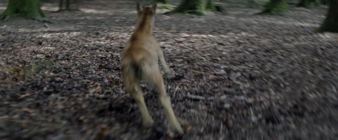 A baby deer is running through the woods
