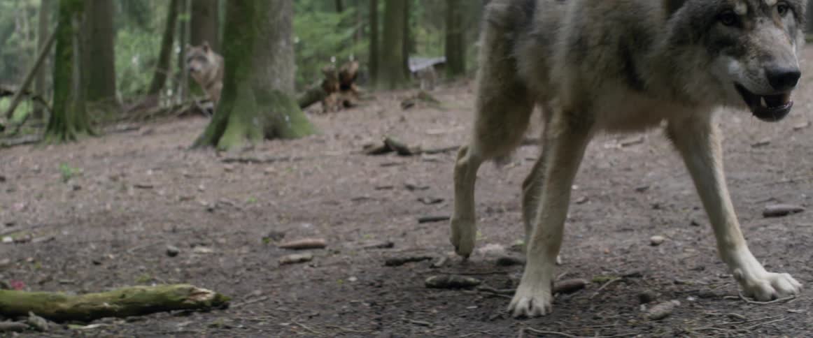 Pack of wolves are standing and eating in a forest