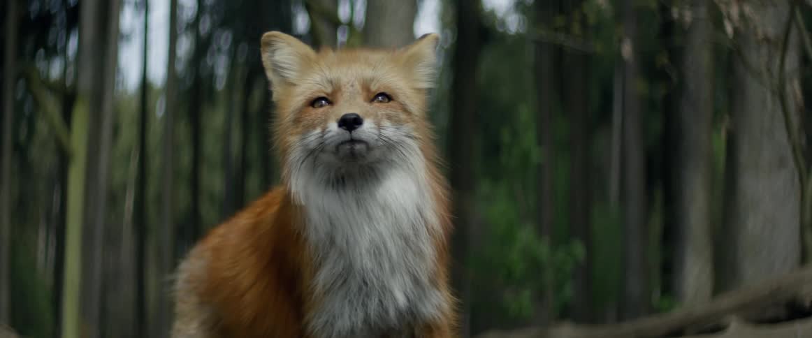 A fox is standing in the woods looking at the camera