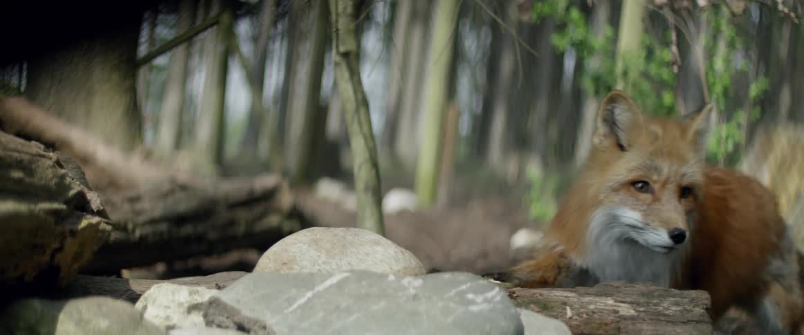 A fox is sniffing at some rocks on the ground and backs away