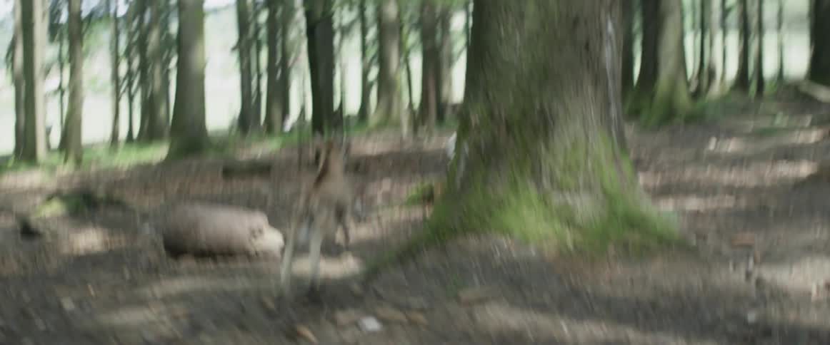 Deer run through the trees
