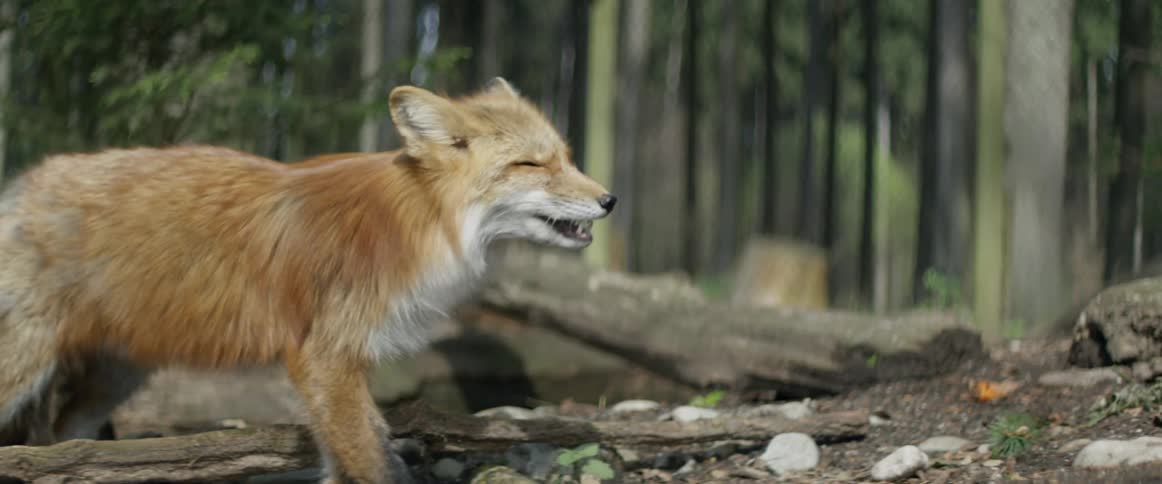 A fox chews food in a forest