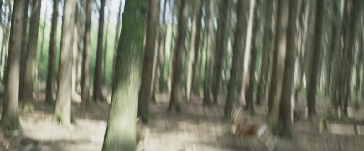 Deer run through a forest