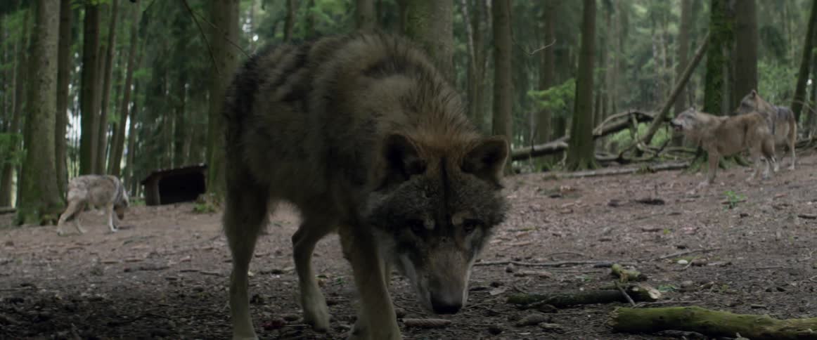 Pack of wolves walking around in forest