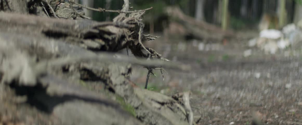 An uprooted trees lies in a forest