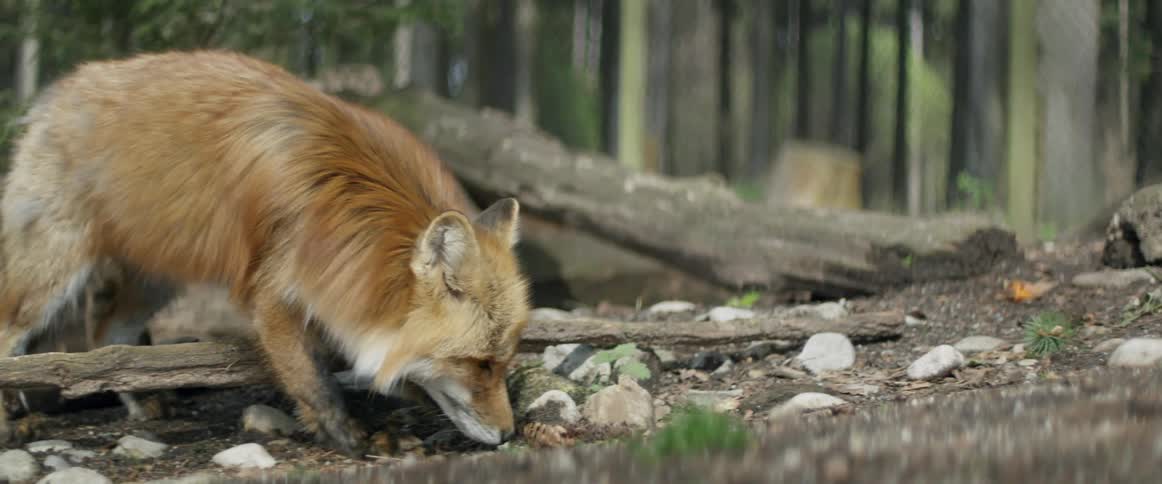 A fox is sniffing the forest floor during the day