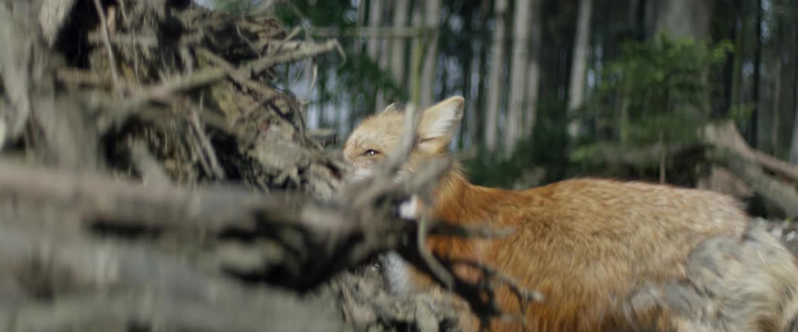 A fox is roaming the woods looking for food