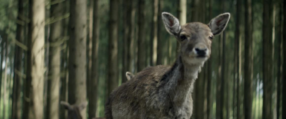 A group of deer are walking through the woods