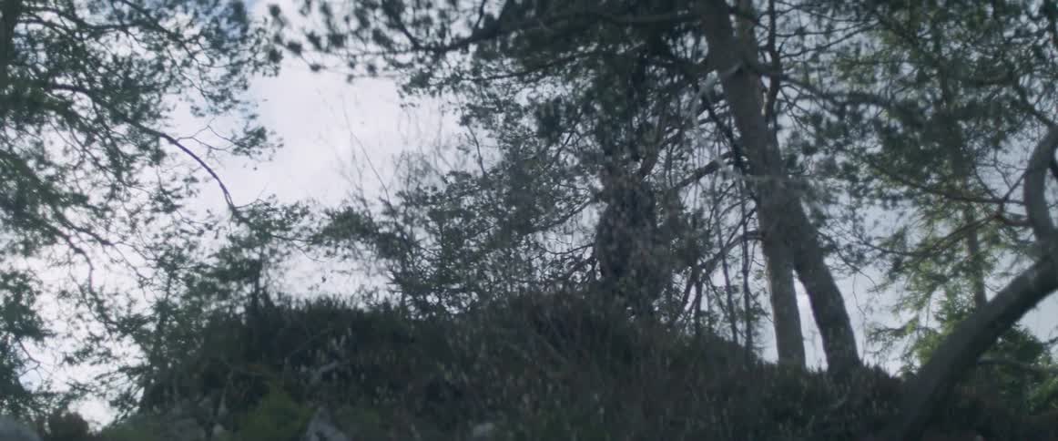 A man walks in a forest